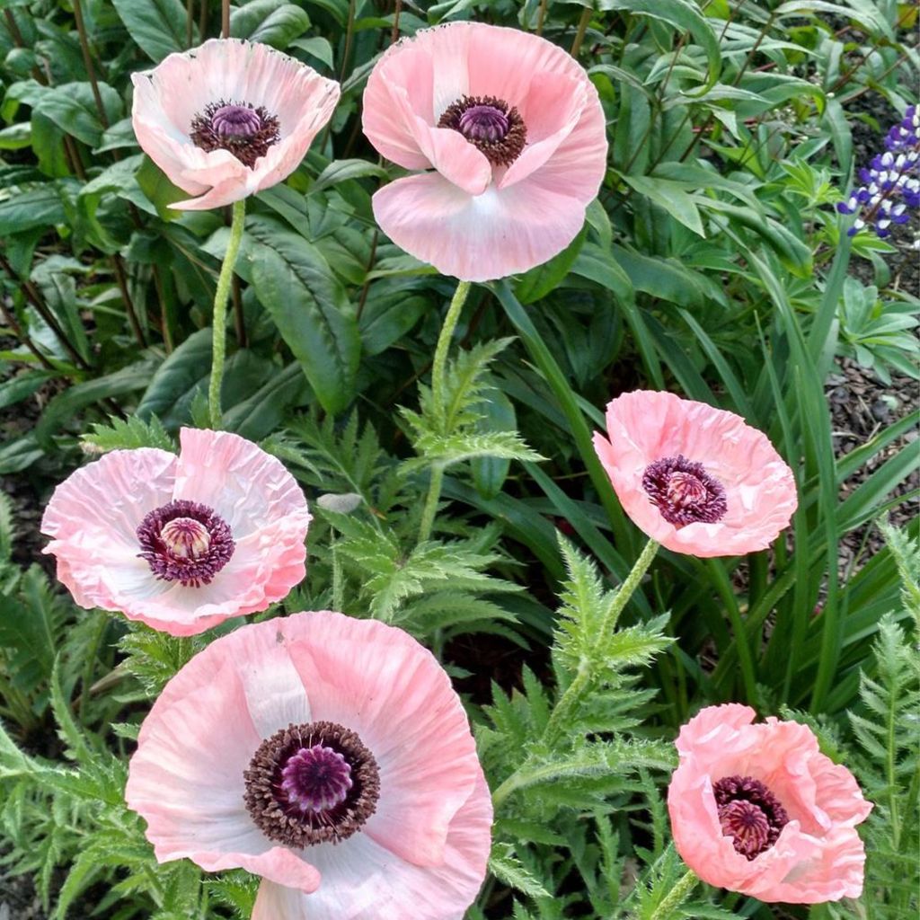 Orientalischer Mohn Shasta - Papaver orientale