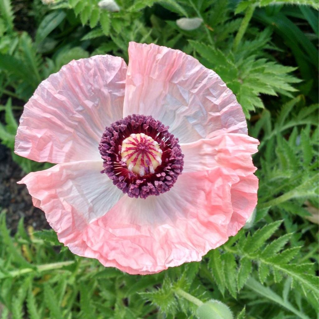 Orientalischer Mohn Shasta - Papaver orientale