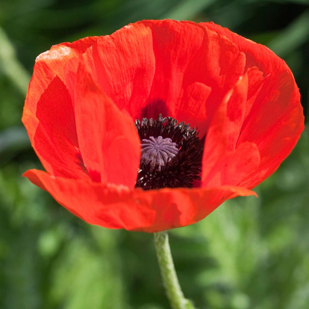 Pavot d'Orient rouge - Papaver orientale Allegro