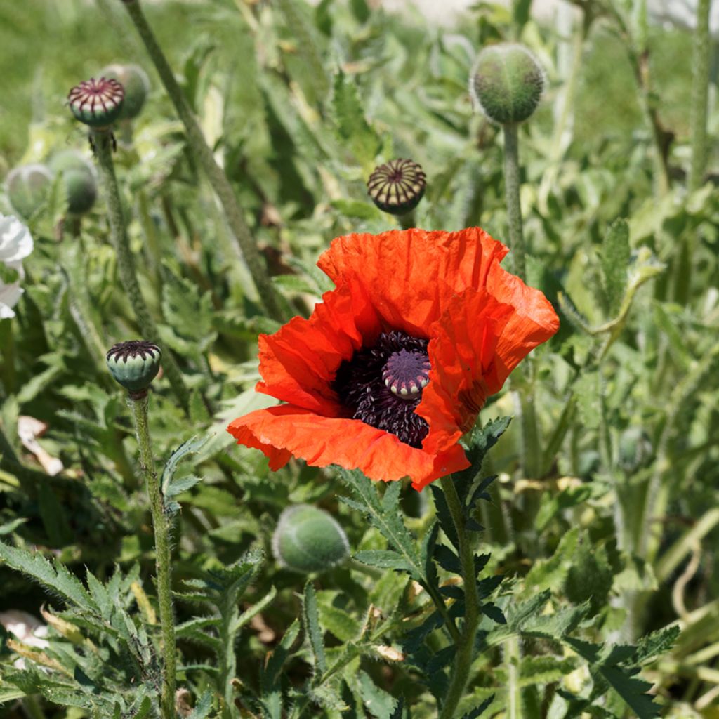 Orientalischer Mohn Allegro - Papaver orientale