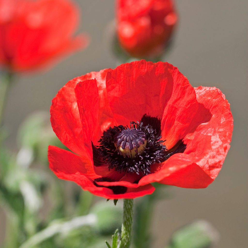 Orientalischer Mohn Allegro - Papaver orientale