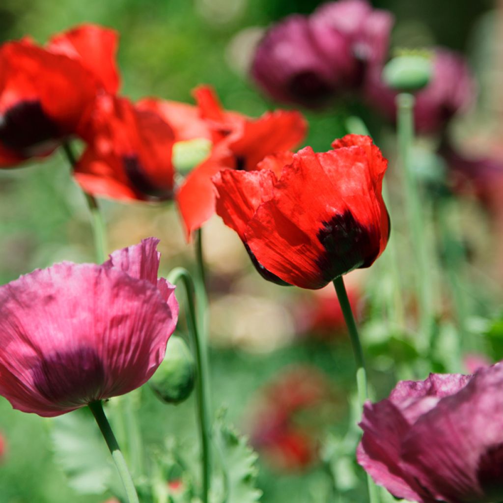 Pavot d'Orient Haremstraum - Papaver orientale