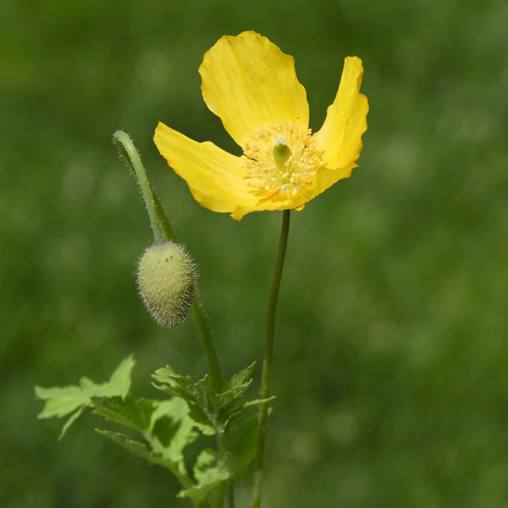 Meconopsis cambrica - Waliser Mohn