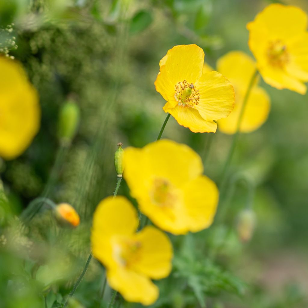 Meconopsis cambrica - Waliser Mohn