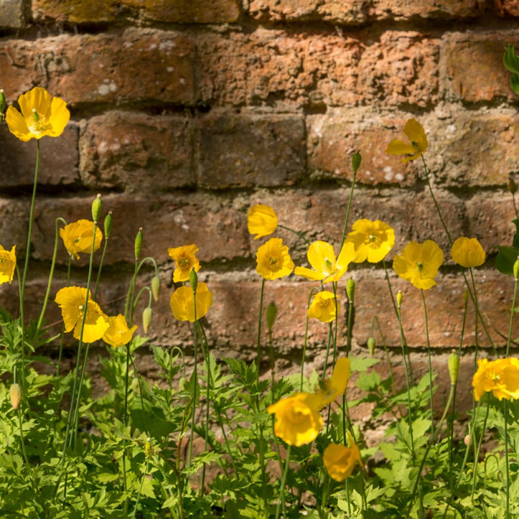 Meconopsis cambrica - Waliser Mohn