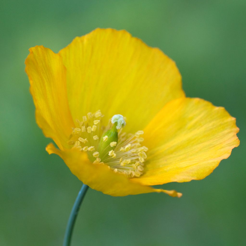 Meconopsis cambrica - Waliser Mohn