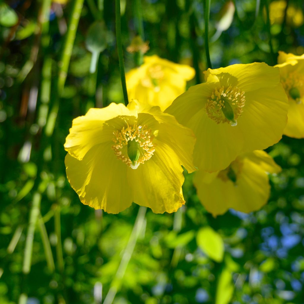 Meconopsis cambrica - Waliser Mohn