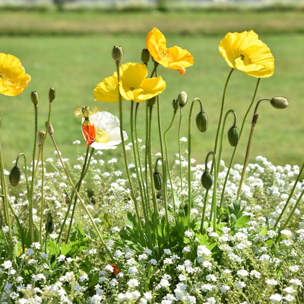 Meconopsis cambrica - Waliser Mohn