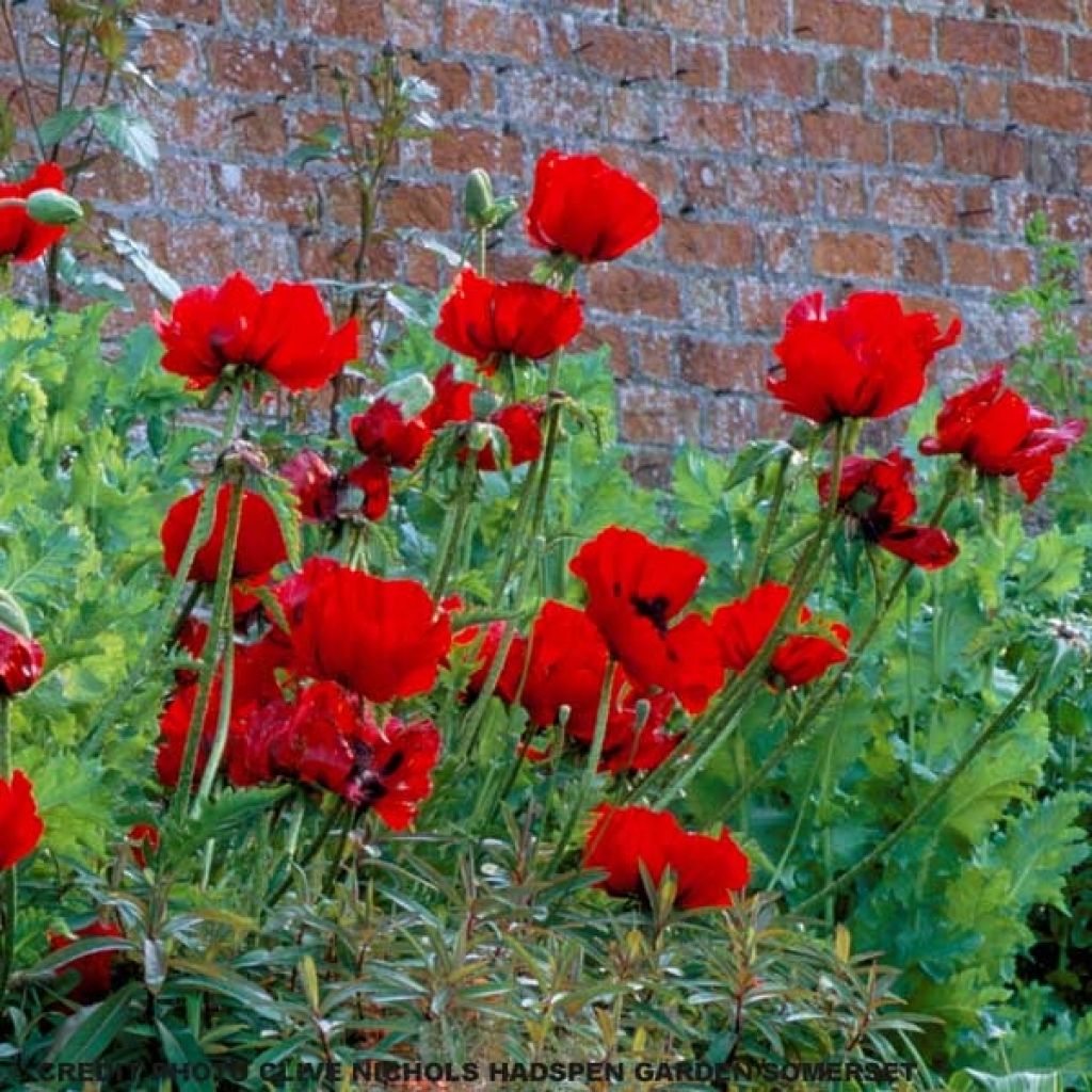 Orientalischer Mohn Beauty of Livermere - Papaver orientale