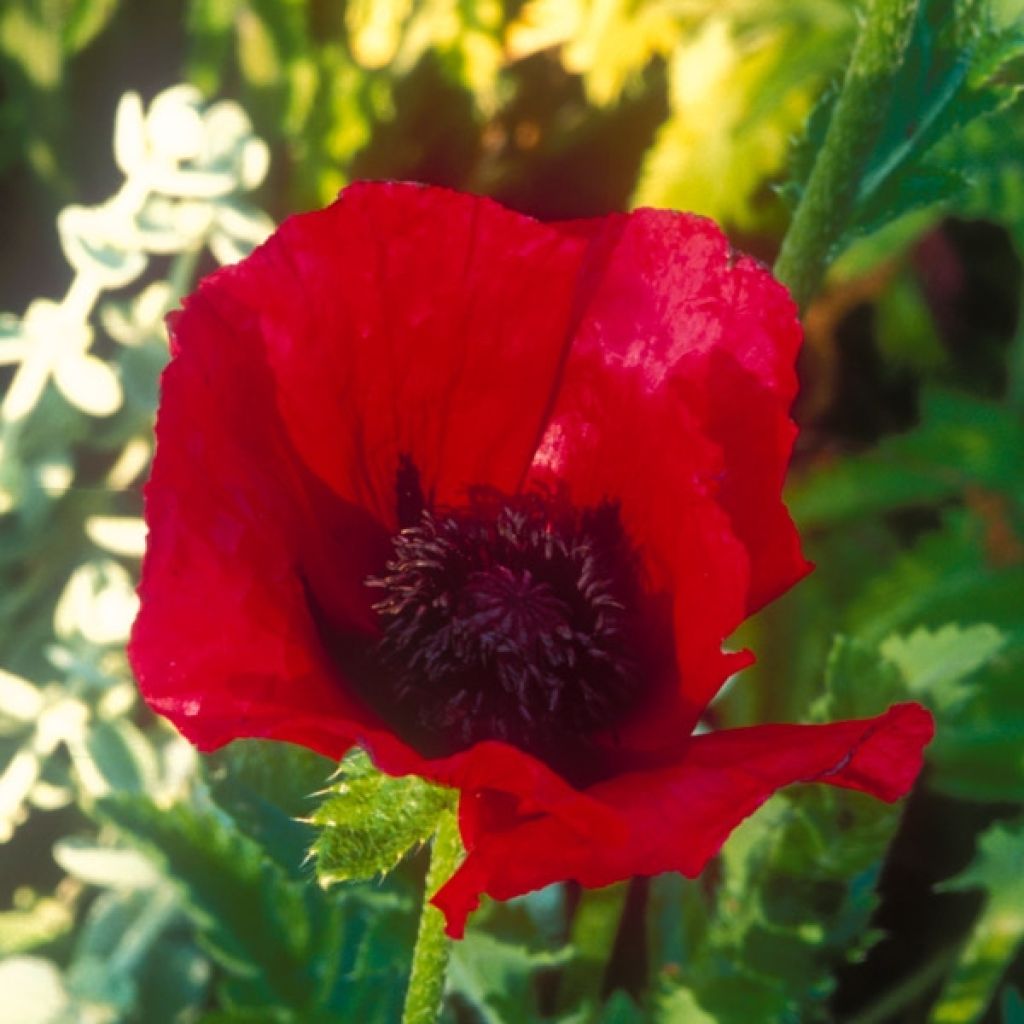 Pavot d'Orient, Papaver or. Beauty of Livermere