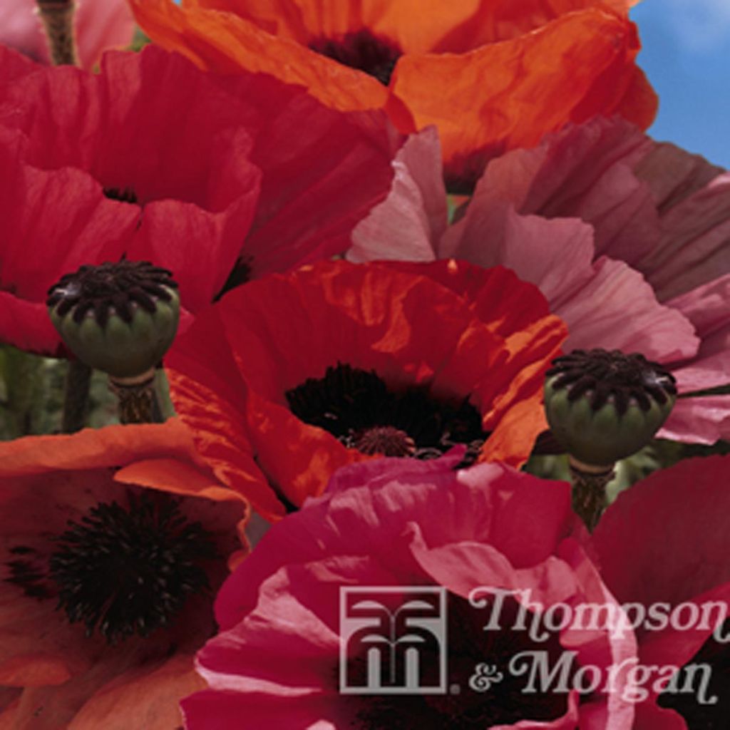 Orientalischer Mohn Fruit Punch (Samen) - Papaver orientale