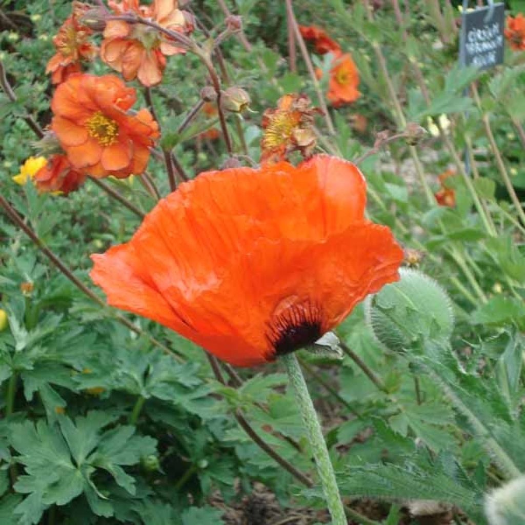 Orientalischer Mohn Brilliant - Papaver orientale