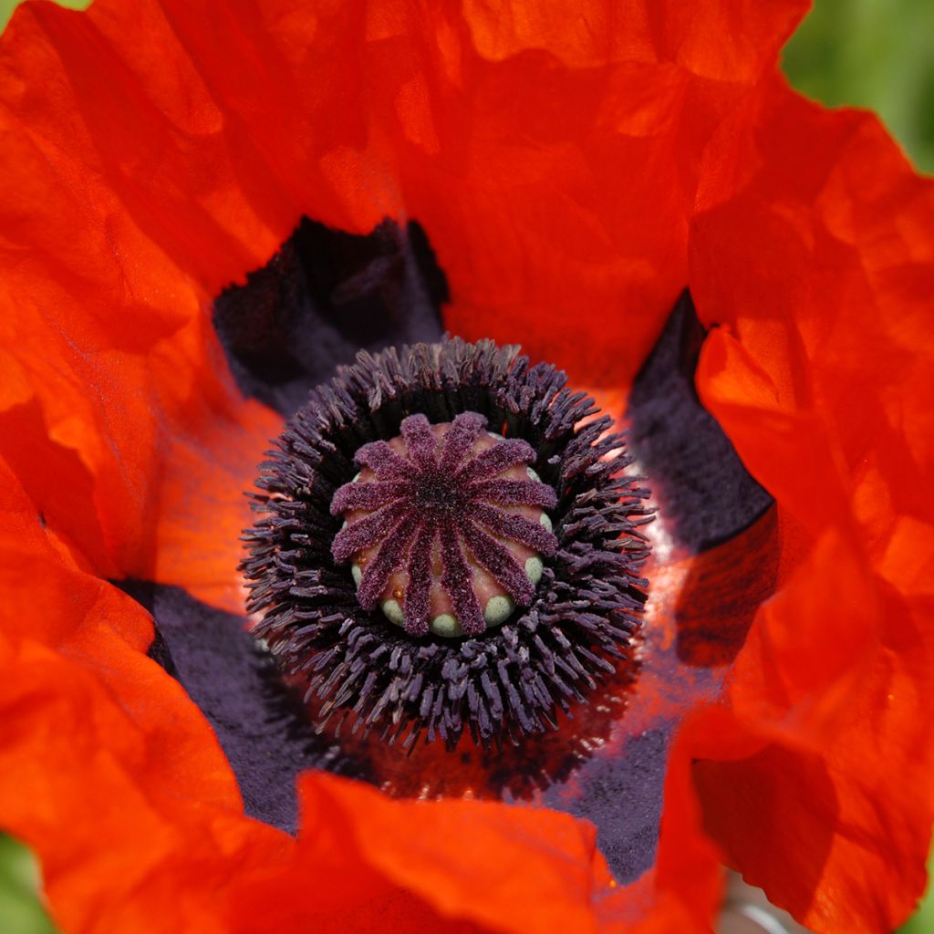 Orientalischer Mohn Brilliant - Papaver orientale