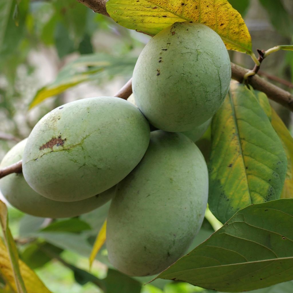 Asimina triloba Allegheny - Pawpaw