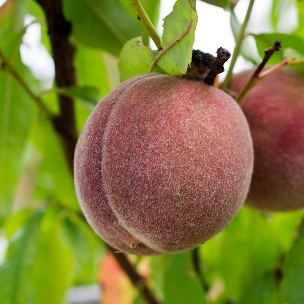 Pfirsich Sanguine de Ferlay - Prunus persica