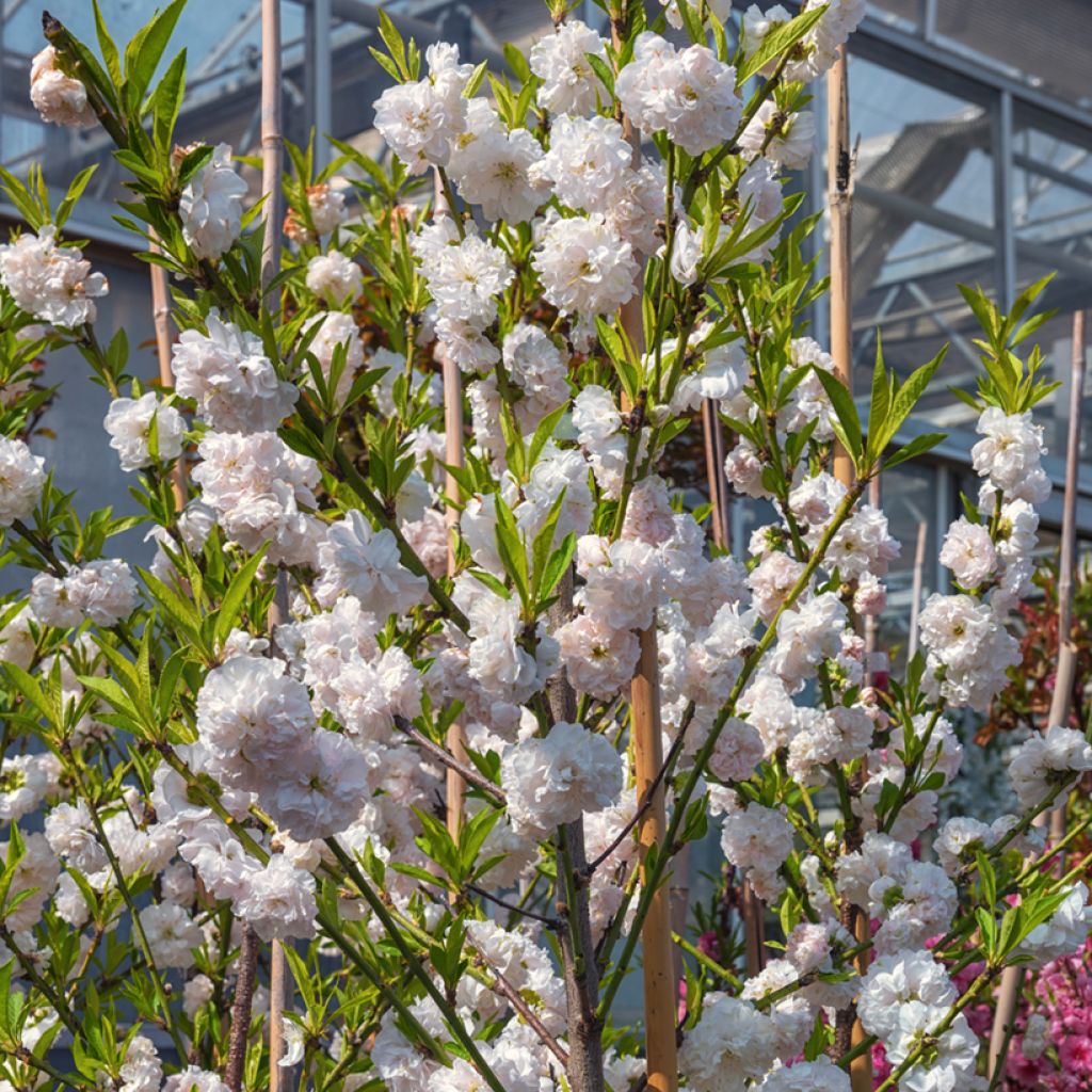 Zierpfirsich Taoflora White - Prunus persica