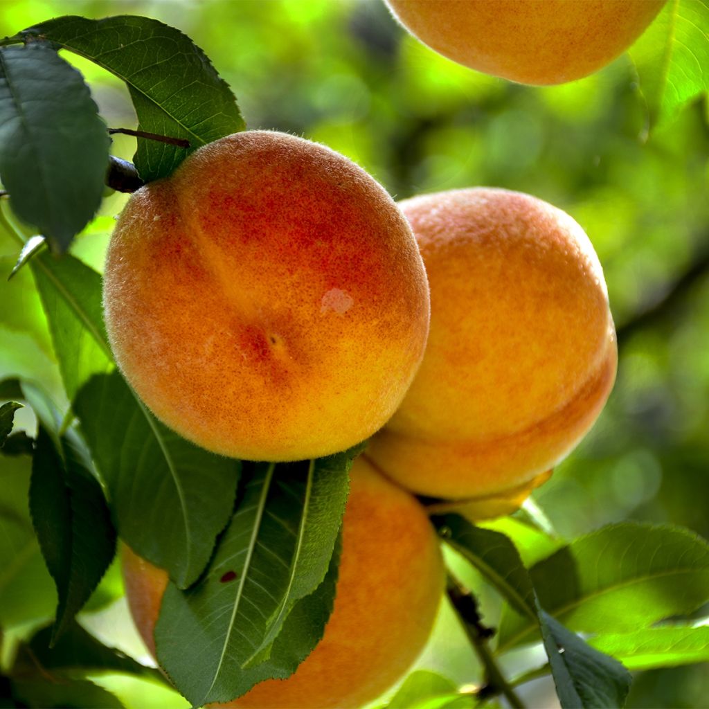 Pêcher nain Fruit me Peach me Yellow