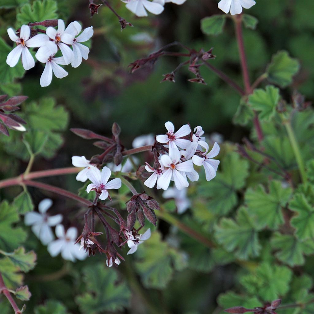 Duftende Pelargonie Ardwick Cinnamon - Pelargonium