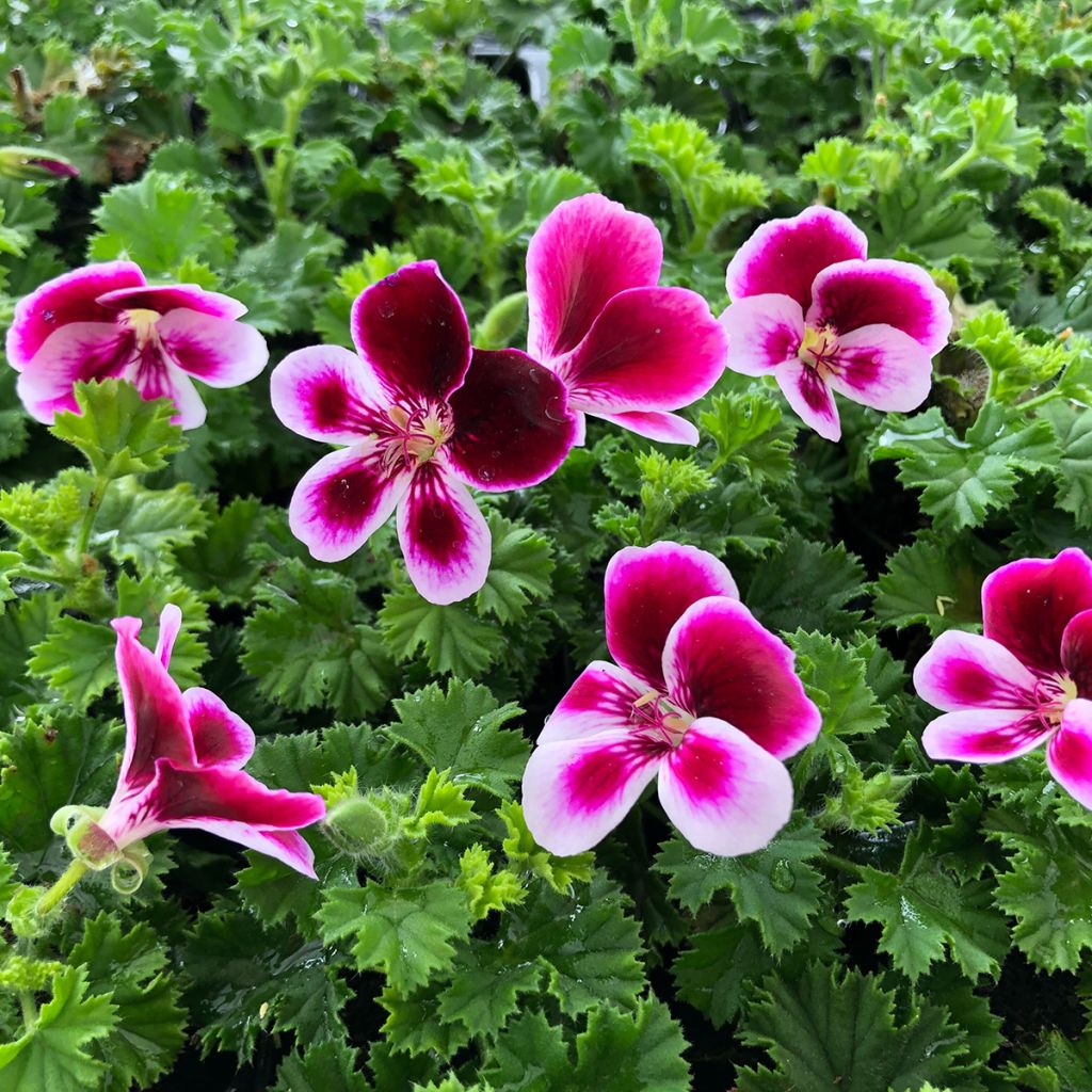 Englische Geranie Angel's Perfume - Pelargonium