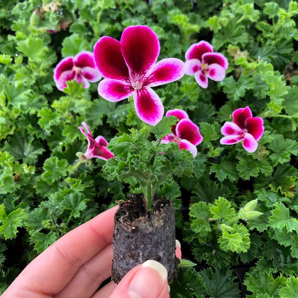 Englische Geranie Angel's Perfume - Pelargonium