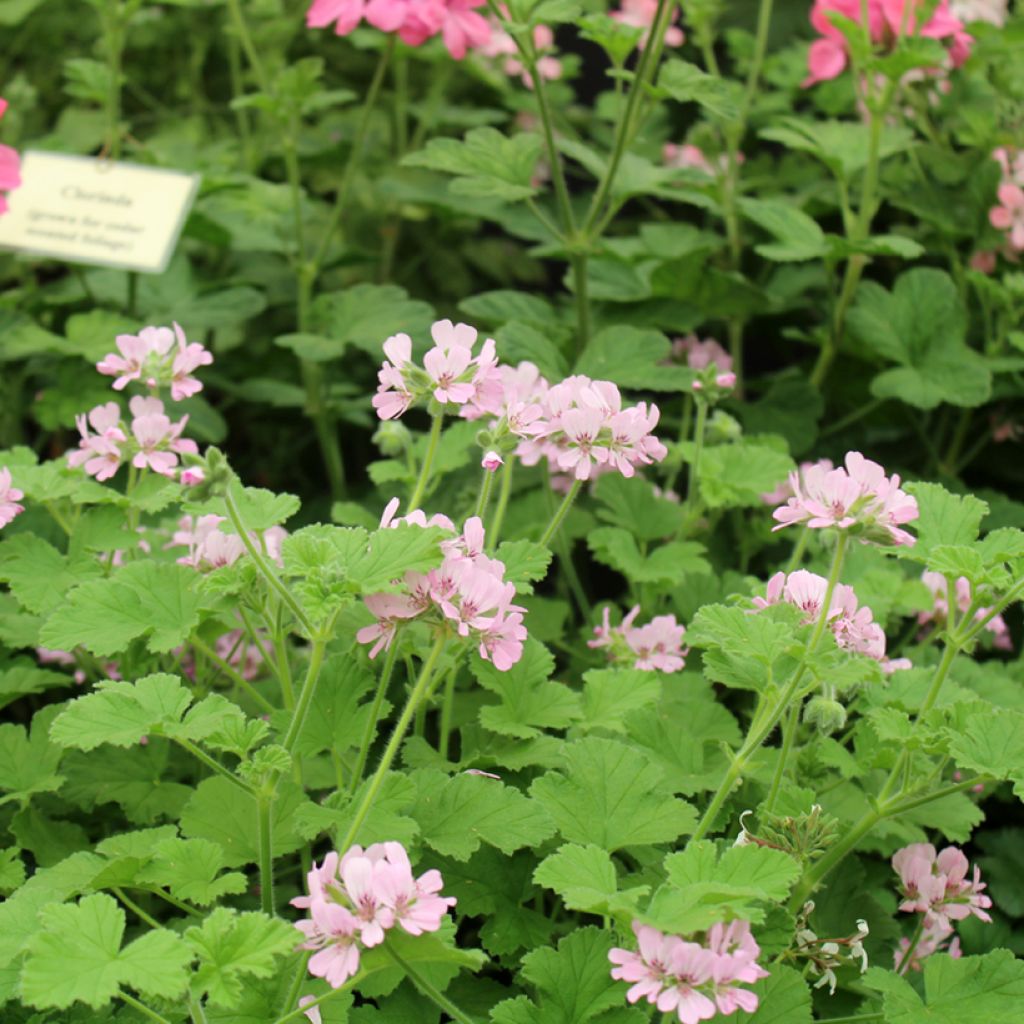 Englische Geranie Attar of Roses - Pelargonium