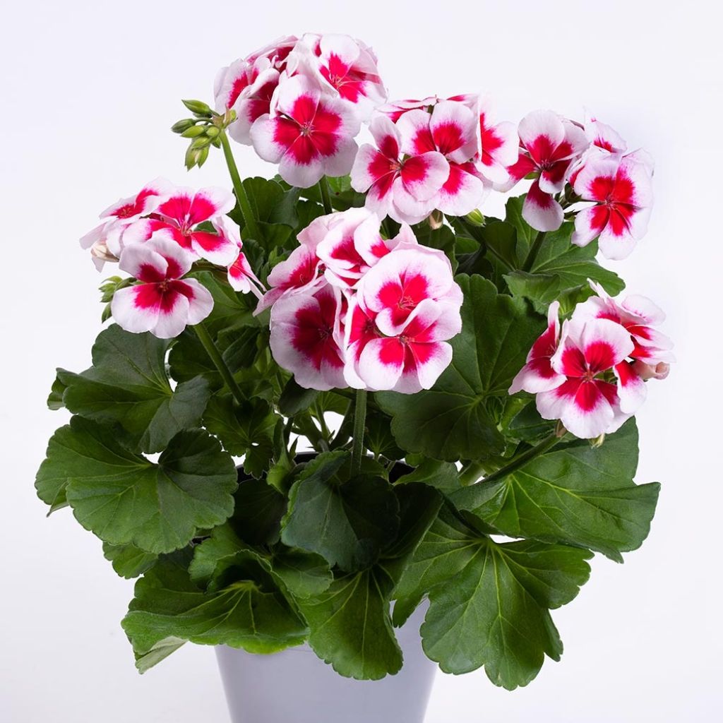 Zonal-Pelargonie TwoinOne White Splash - Pelargonium