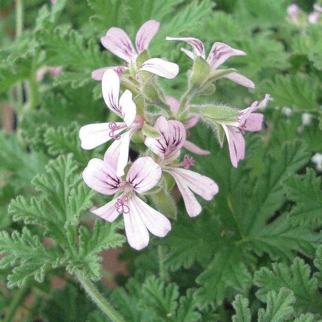 Duftende Pelargonie - Pelargonium fragrans