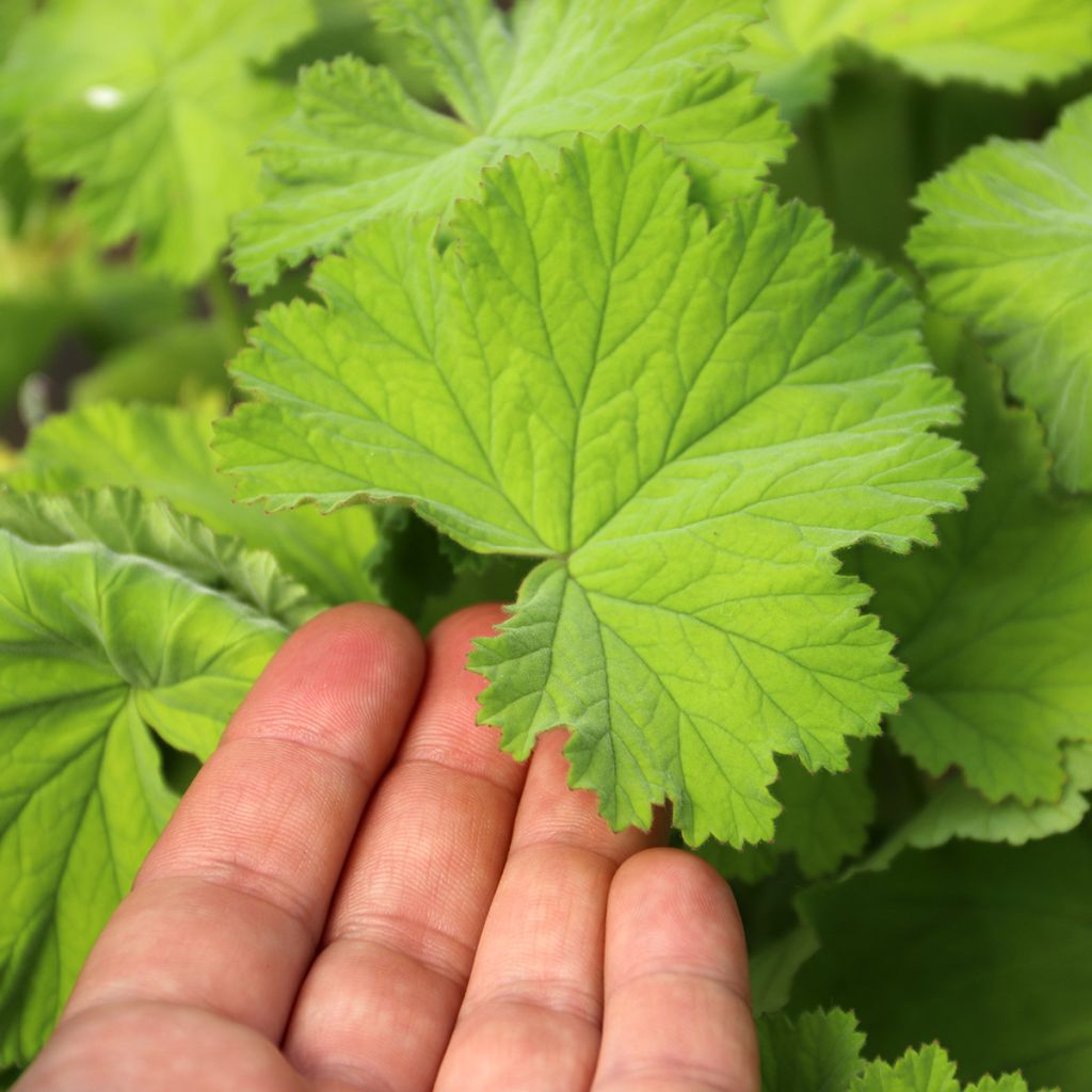 Pelargonium album