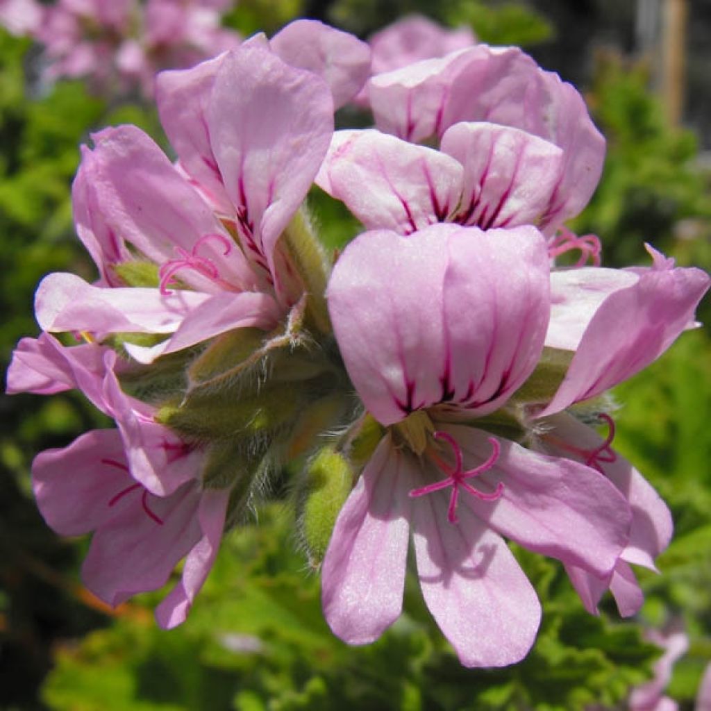 Pelargonium - Géranium parfumé Attar of Roses en pot