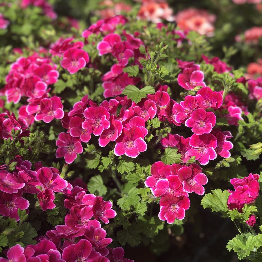 Englische Geranie Angel Eyes Magenta - Pelargonium