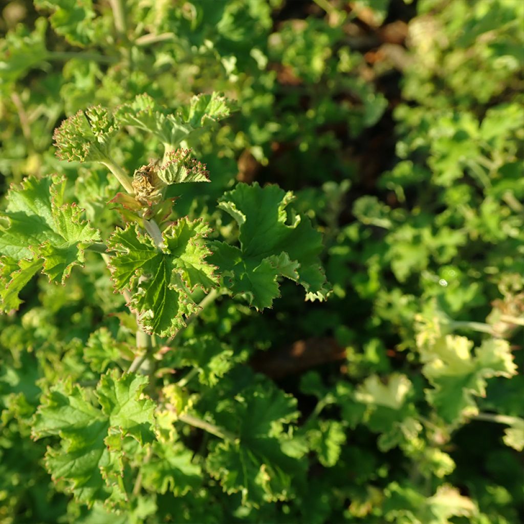 Duftende Pelargonie Peach Cream - Pelargonium crispum