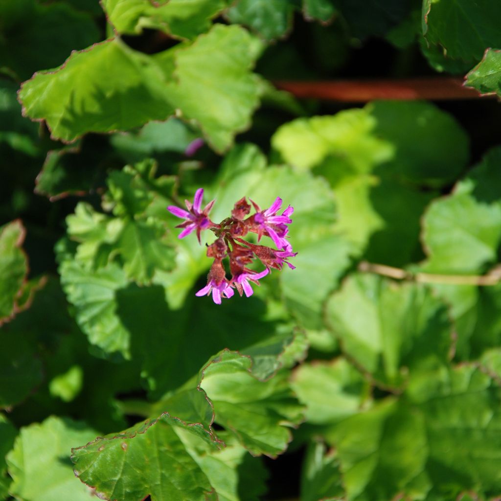 Geranie - Pelargonium grossularioides