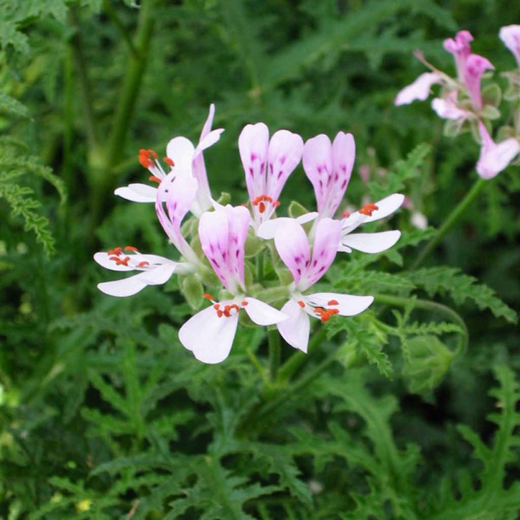 Duftende Pelargonie Candy Dancer - Pelargonium