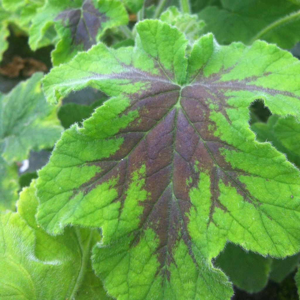 Duftende Pelargonie Chocolate - Pelargonium