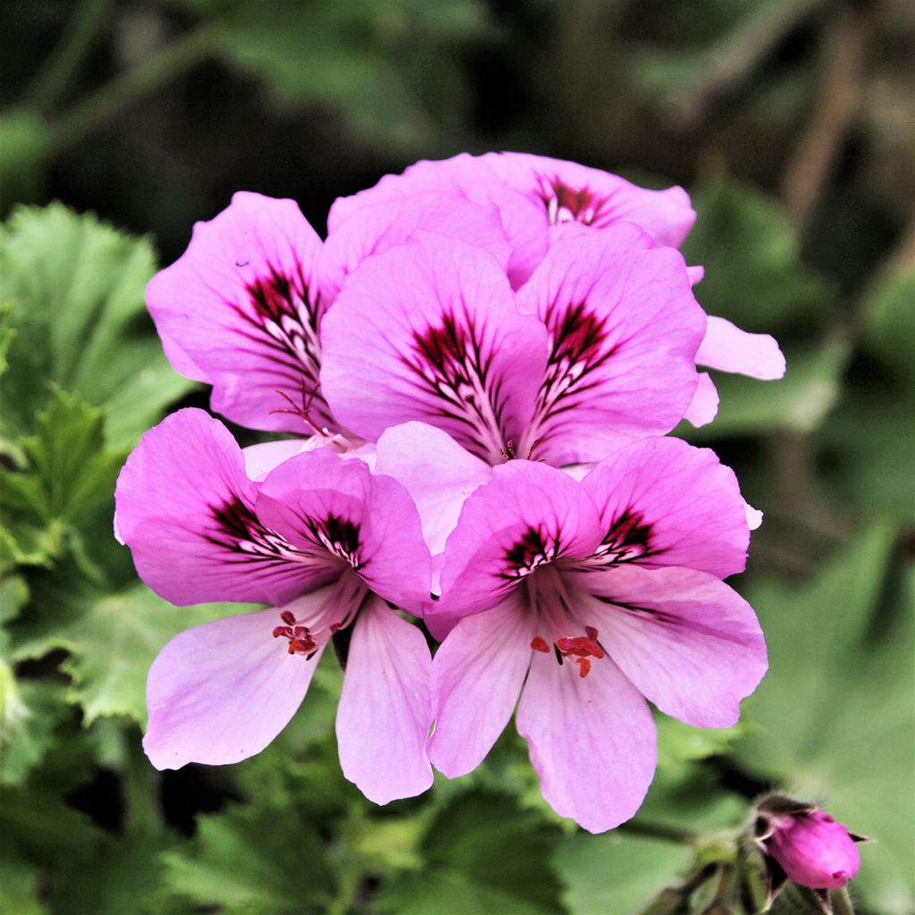 Duftende Pelargonie Cola Bottles - Pelargonium