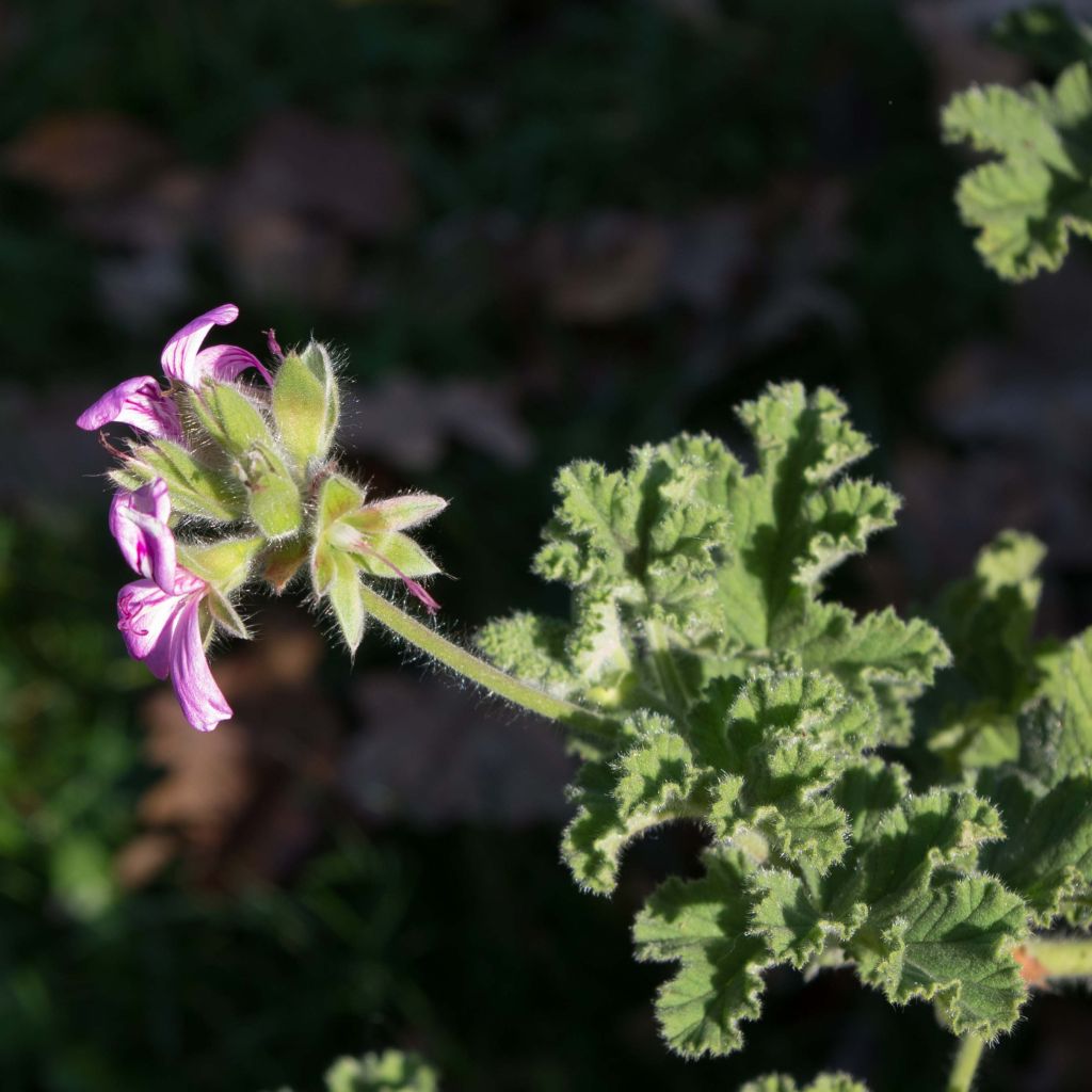 Duftende Pelargonie Endsleigh - Pelargonium