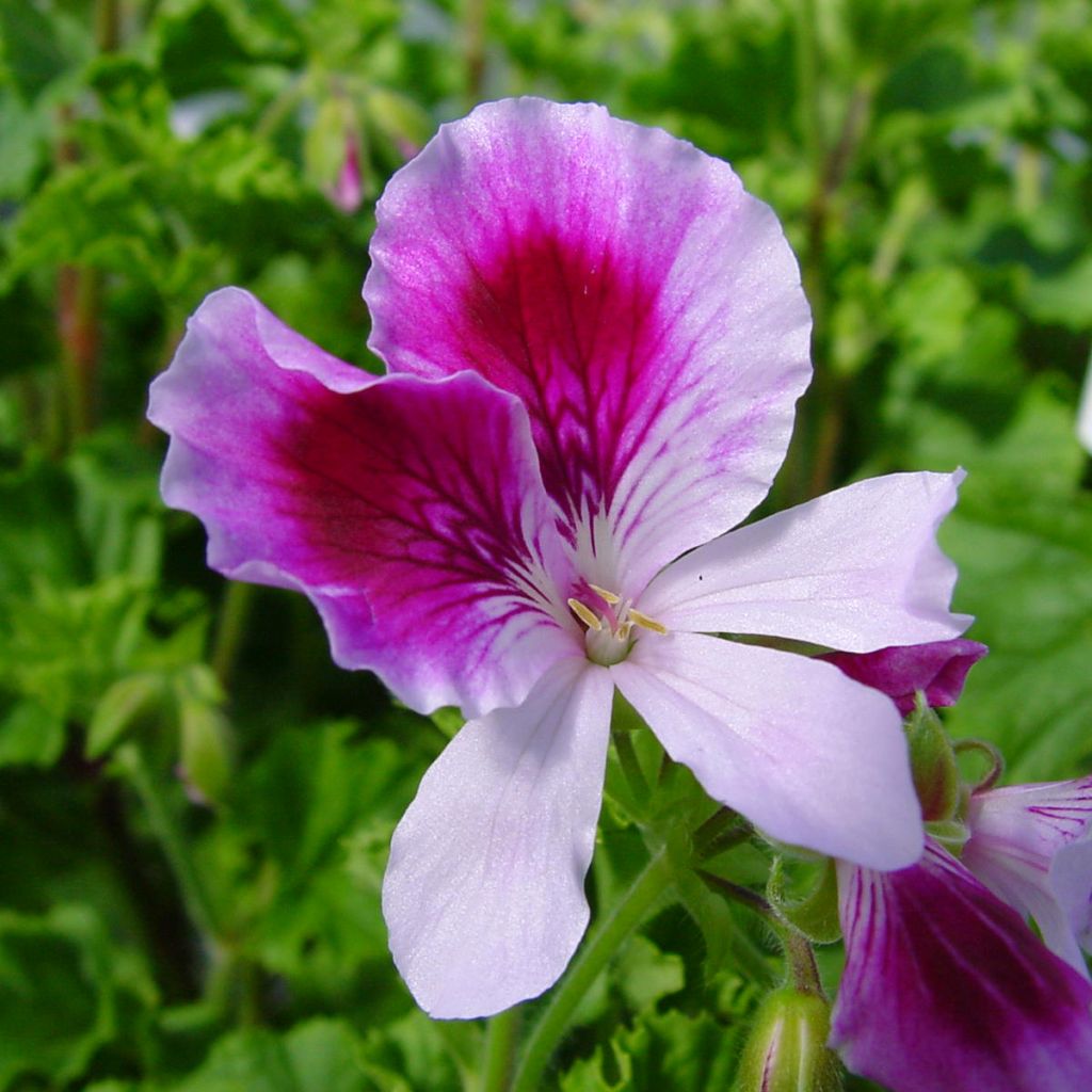 Duftende Pelargonie Kettlebaston - Pelargonium