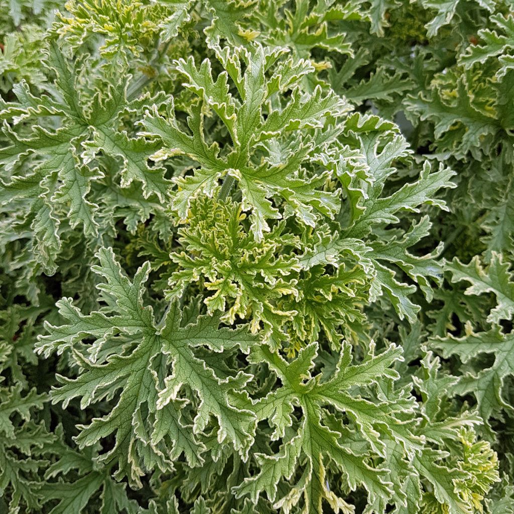 Duftende Pelargonie Lady Plymouth - Pelargonium graveolens