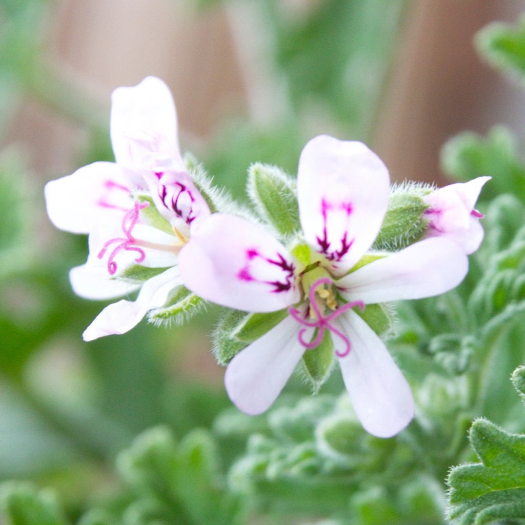 Pelargonium odorant Lady Plymouth - Géranium parfum de rose