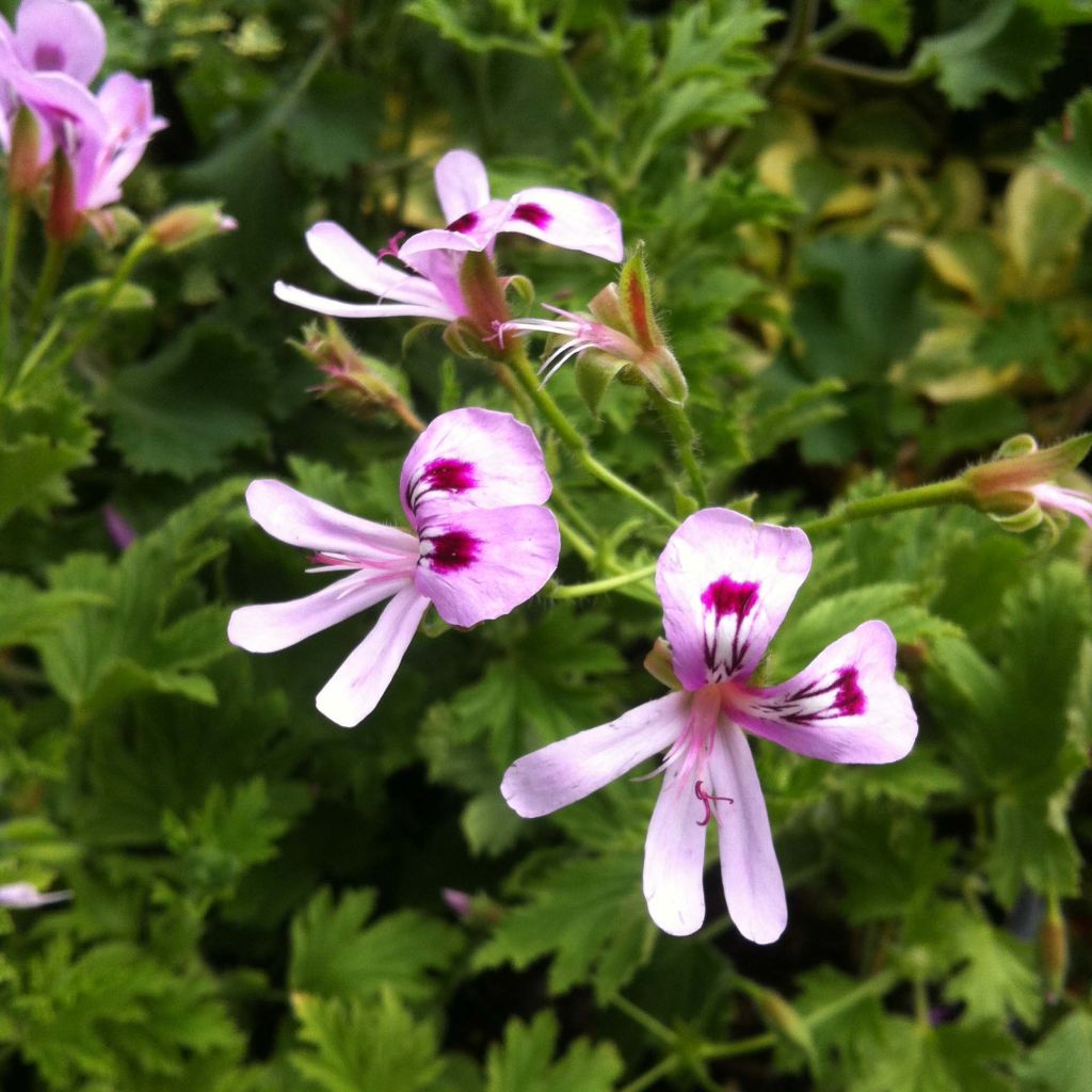 Duftende Pelargonie Lemon fancy - Pelargonium