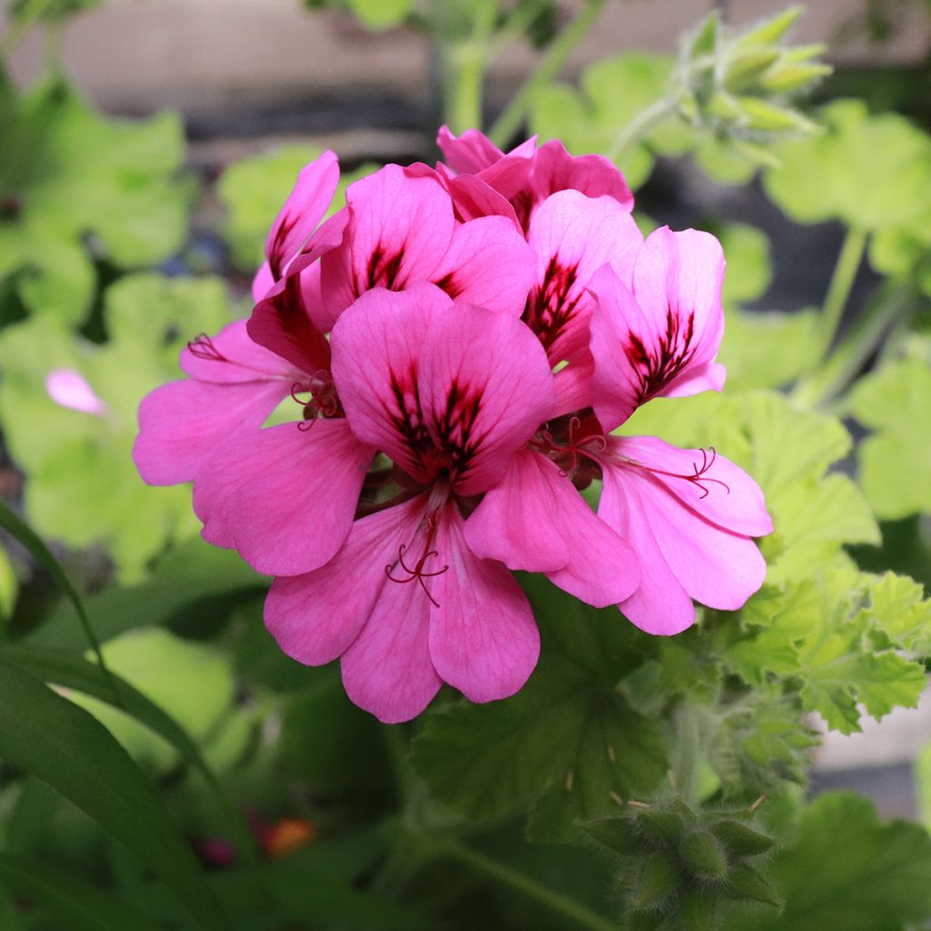 Duftende Pelargonie Purple Unique - Pelargonium