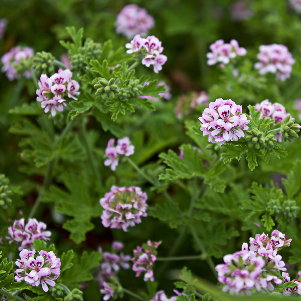 Pelargonium odorant White Graveolens - Géranium à forte odeur