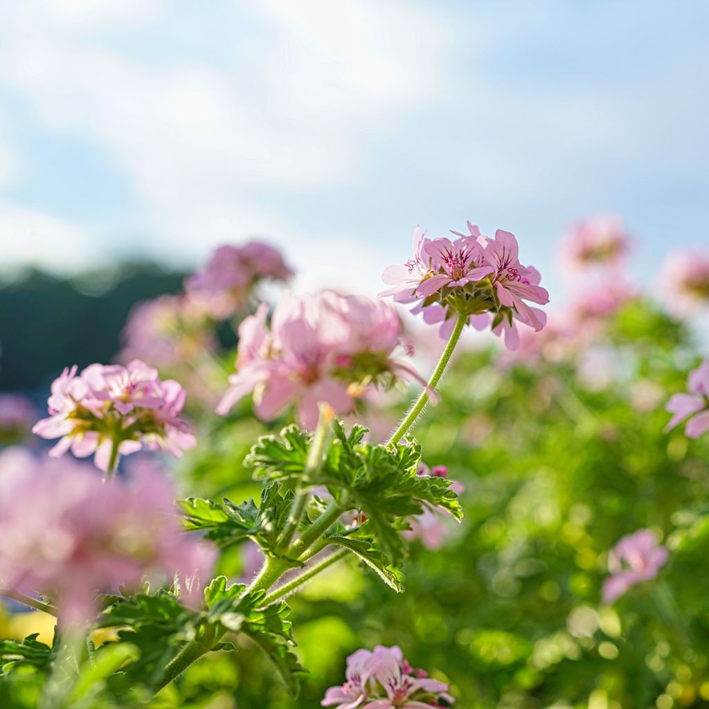 Pelargonium odorant White Graveolens - Géranium à forte odeur