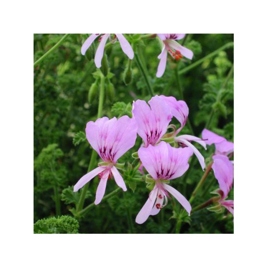 Duftende Pelargonie Minor - Pelargonium crispum