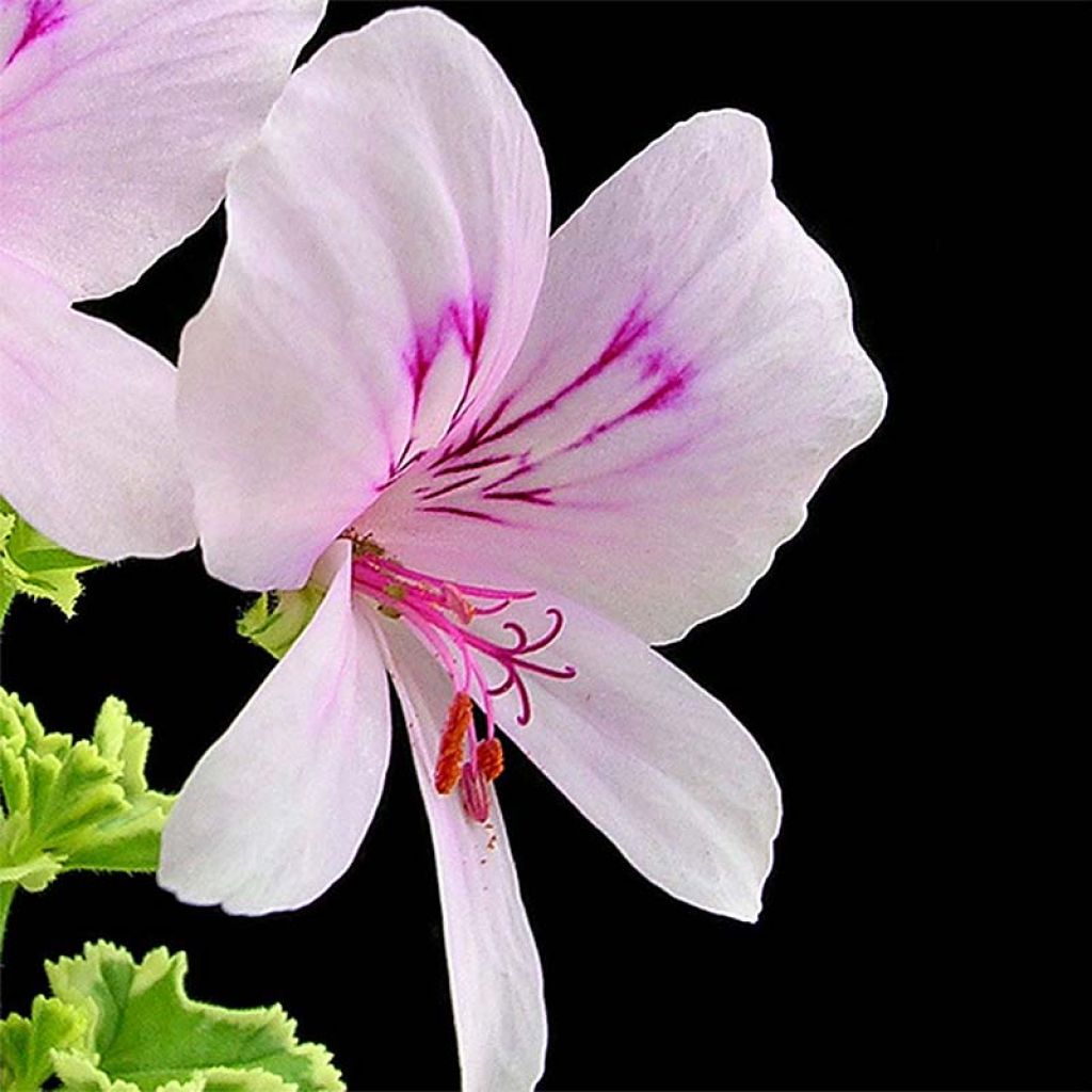 Duftende Pelargonie Variegatum - Pelargonium crispum