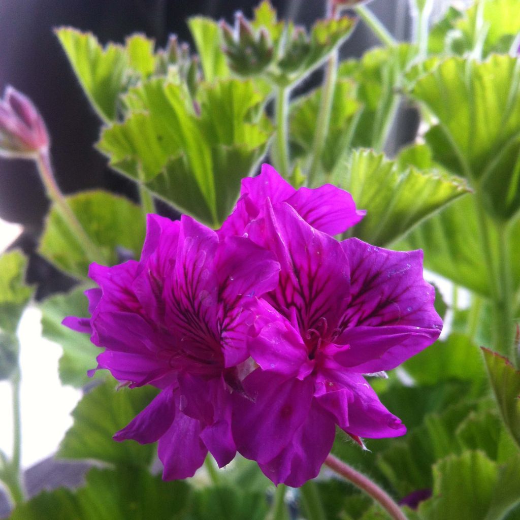 Pelargonium cucullatum - Duftende Pelargonie