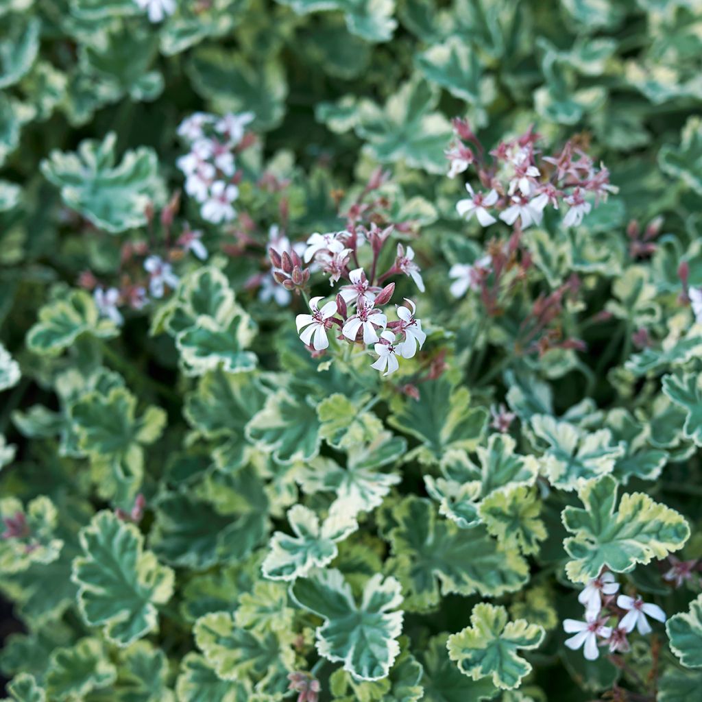 Pelargonium odorant fragrans Variegatum - Géranium parfum pin maritime