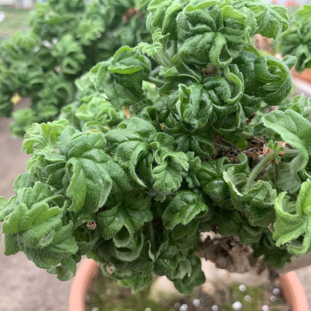 Duftende Pelargonie Bontrosaï - Pelargonium graveolens