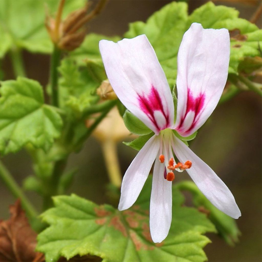 Pelargonium greytonense - Duftende Pelargonie