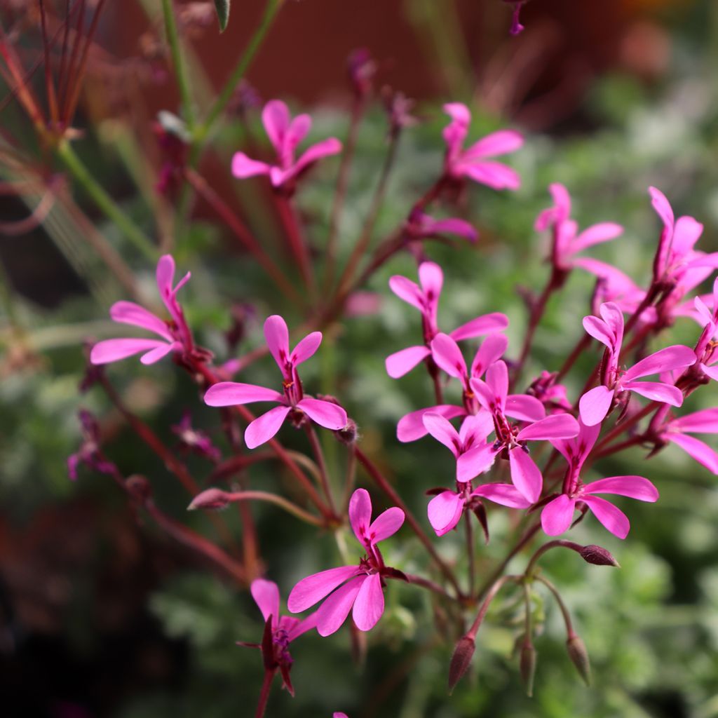 Pelargonium ionidiflorum - Duftende Pelargonie